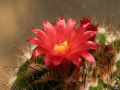 Parodia hausteiniana 2.jpg