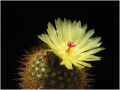 Parodia scopa ssp. succinea 02.jpg
