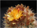 Parodia zecheri 0.jpg