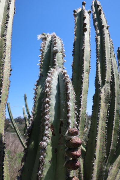 Файл:Pilosocereus floccosus ssp. quadricostatus 328.jpg