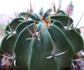 Stenocactus coptogonus 0.jpg