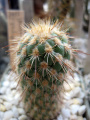Austrocylindropuntia pachypus