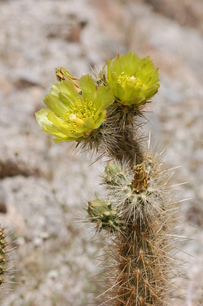 Файл:Cylindropuntia ganderi var. ganderi 1fl.jpg