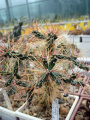 Cylindropuntia molesta var. clavellina