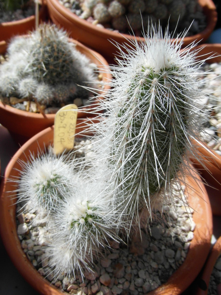 Файл:Echinocereus nivosus 2.JPG