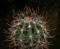 Echinopsis leucantha 8.jpg