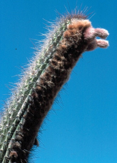 Facheiroa ulei (Gürke) Werdermann.jpg