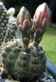 Gymnocalycium baldianum