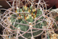 Gymnocalycium pugionacanthum