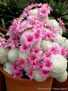Mammillaria herrerae 1.jpeg