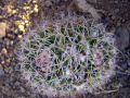Mammillaria nejapensis b Amante.jpg