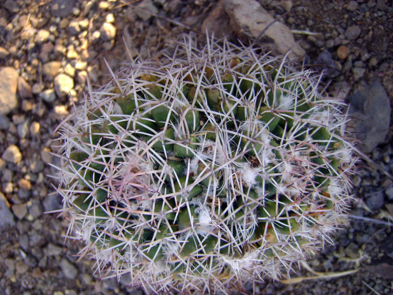 Файл:Mammillaria nejapensis b Amante.jpg
