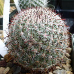 Mammillaria rhodantha var. mccartenii 1235.jpeg