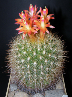 Matucana haynei ssp. myriacantha 4.JPG