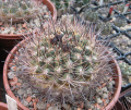 Neowerdermannia chilensis - wikipedia.jpg