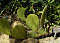 Opuntia scheeri 3.JPG