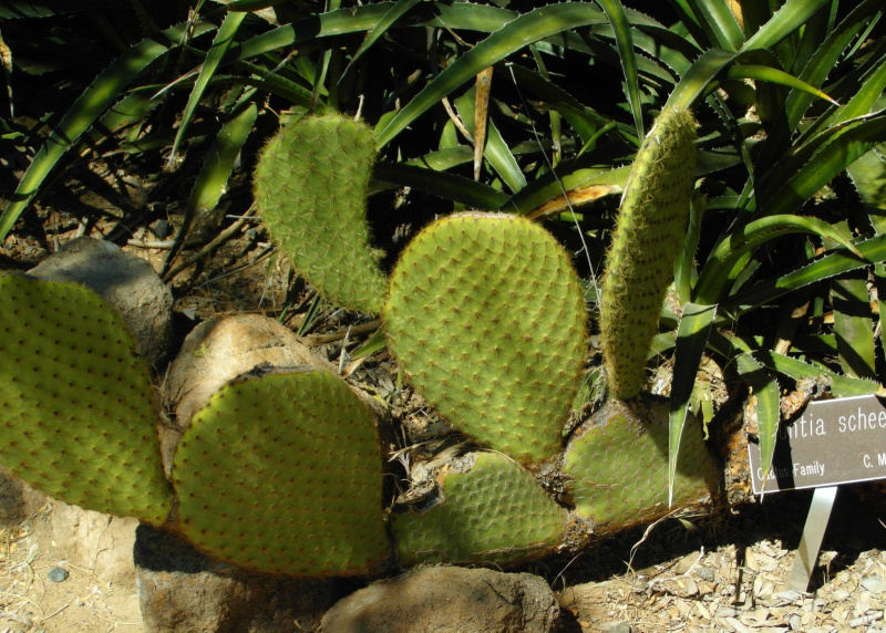 Файл:Opuntia scheeri 3.JPG