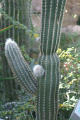 Pachycereus militaris 0.jpg