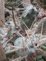 Tephrocactus articulatus cv. MK 1508