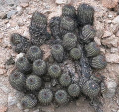 Copiapoa decorticans.jpg