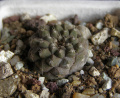 Copiapoa hypogaea ssp. hypogaea.jpg