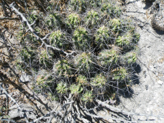 Echinocereus cinerascens ssp. tulensis 01.jpg