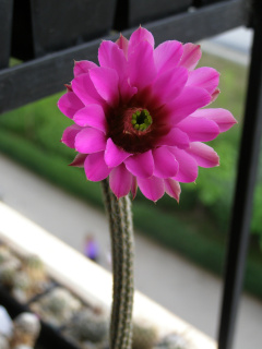 Echinocereus poselgeri 2.JPG