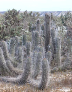 Echinopsis coquimbana.jpg