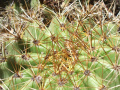 Echinopsis schickendantzii 22.JPG