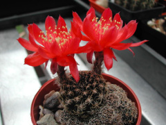 Echinopsis schieliana.jpg