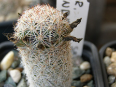 Escobaria chihuahuensis ssp. henricksonii SB1016.jpg