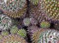 Mammillaria eichlamii 2.jpg