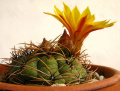 Matucana aureiflora 01.jpg