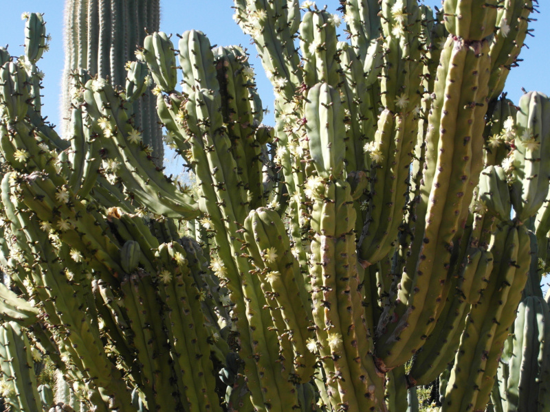 Файл:Myrtillocactus geometrizans 2.JPG