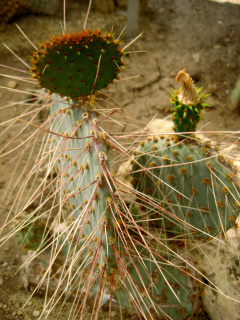 Opuntia gosseliniana 1.jpg
