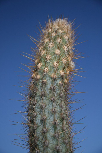 Файл:Pilosocereus bohlei Hofacker.jpg