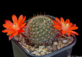 Rebutia deminuta ssp. kupperiana 4.jpg