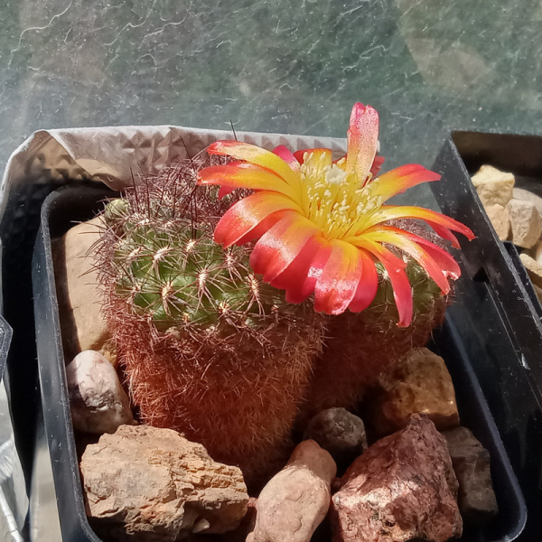 Файл:Weingartia steinbachii 55.jpg