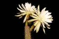 Arthrocereus melanurus ssp. odorus