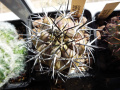 Copiapoa fiedleriana