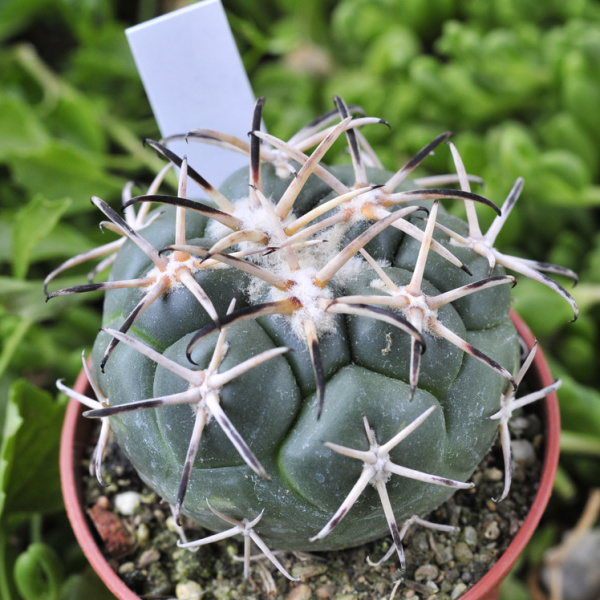 Файл:Coryphantha poselgeriana VM561.jpg