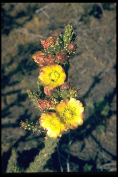 Cylindropuntia californica var. parkeri 88.jpeg