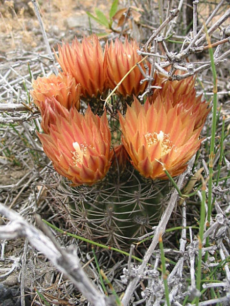 Файл:Eriosyce curvispina ssp. curvispina 3.jpg