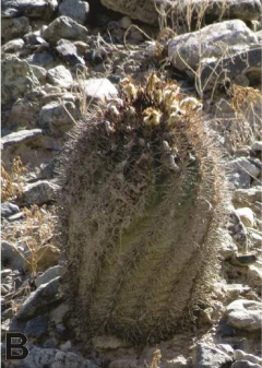 Eriosyce islayensis ssp. grandis.png