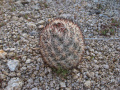 Escobaria alversonii 01.jpg