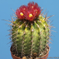 Ferocactus lindsayi
