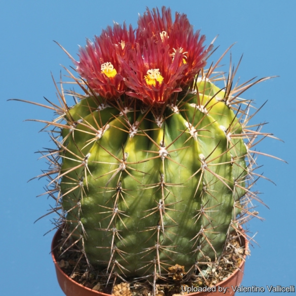 Файл:Ferocactus lindsayi Bravo.jpg