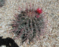 Ferocactus wislizeni 9.JPG
