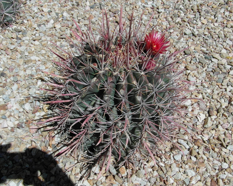 Файл:Ferocactus wislizeni 9.JPG