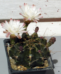 Gymnocalycium anisitsii ssp. damsii 3.JPG